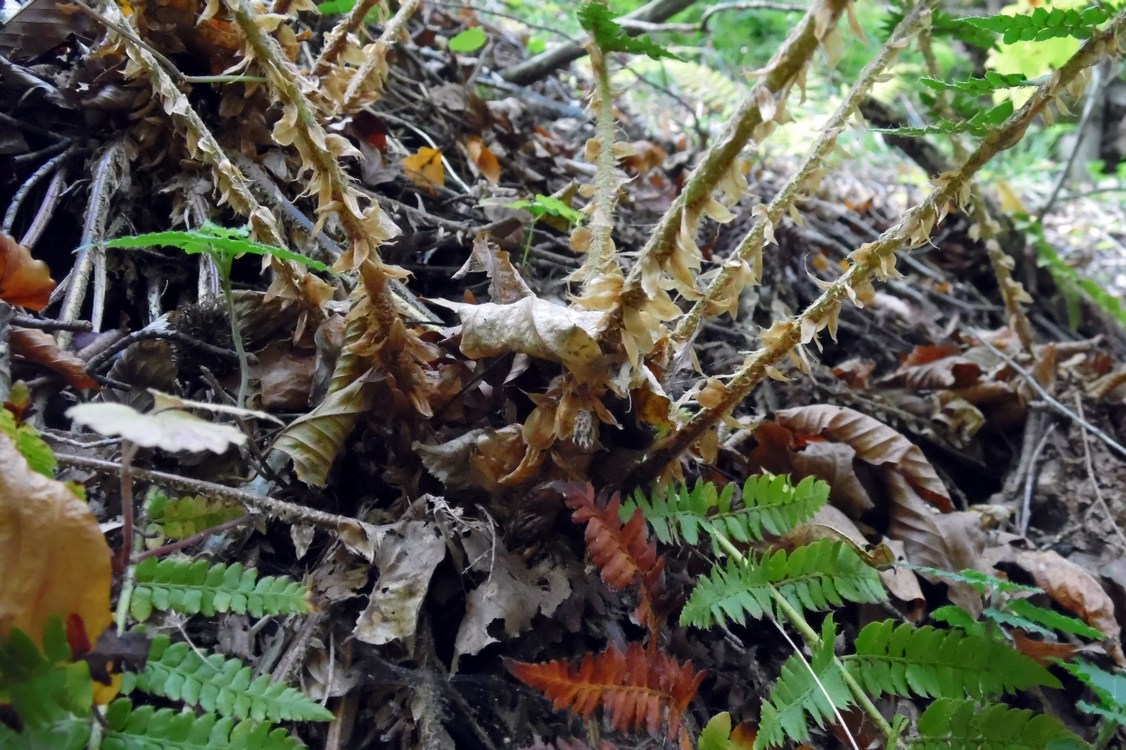 Изображение особи Polystichum braunii.