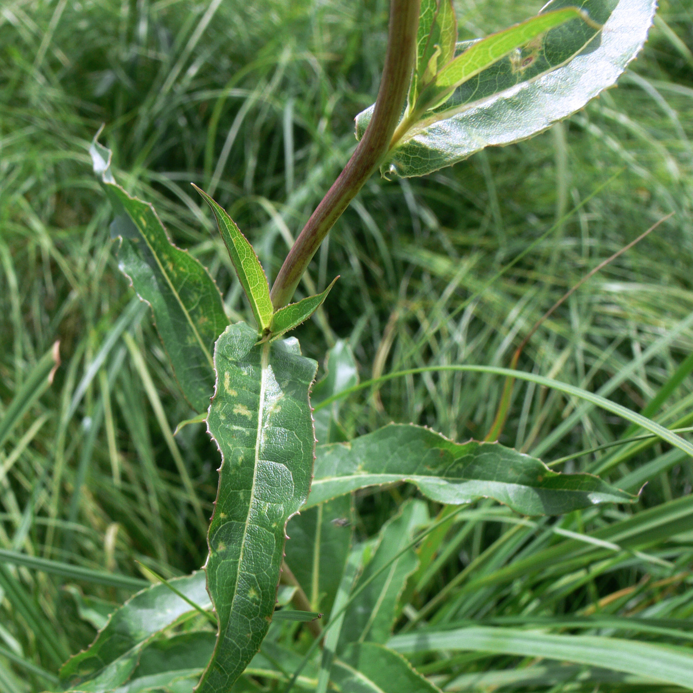 Image of Lactuca sibirica specimen.