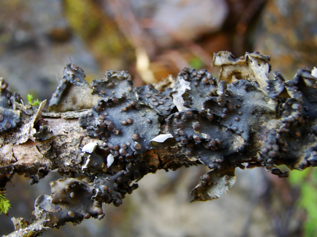 Image of Leptogium hildenbrandii specimen.