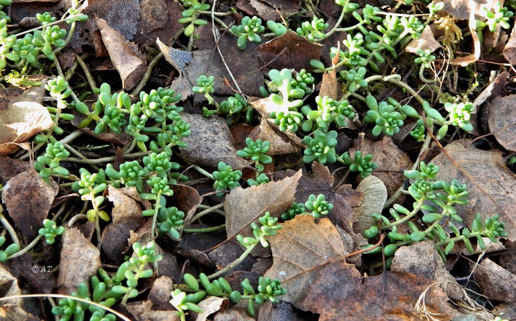 Image of Sedum album specimen.