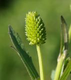 Ranunculus chinensis. Плод. Амурская обл., Бурейский р-н, окраина пос. Новобурейский. 19.07.2016.