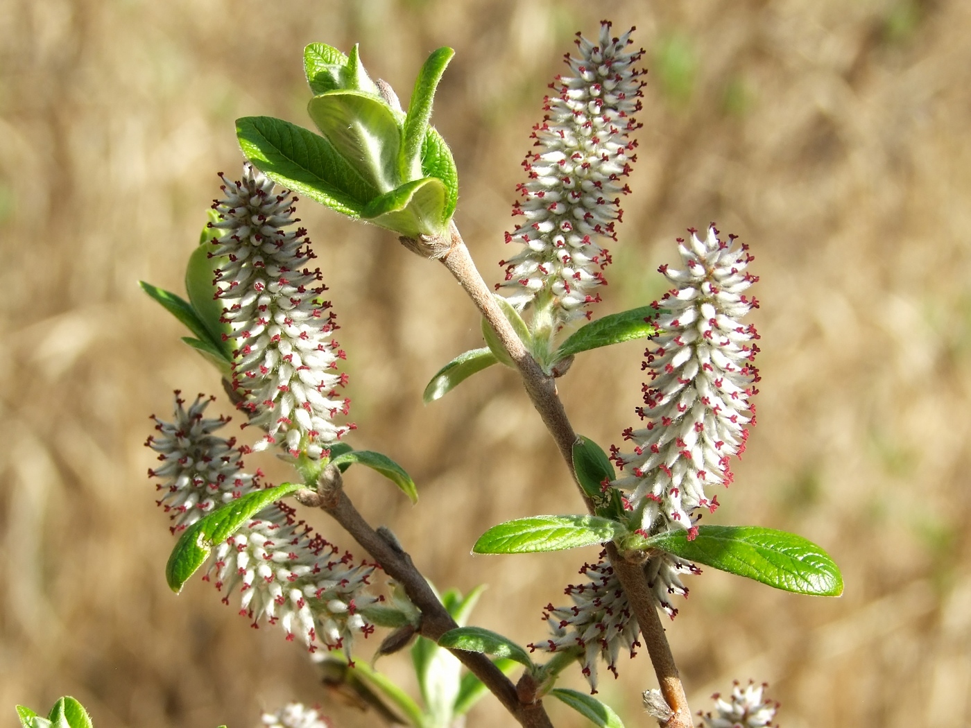 Image of Salix krylovii specimen.