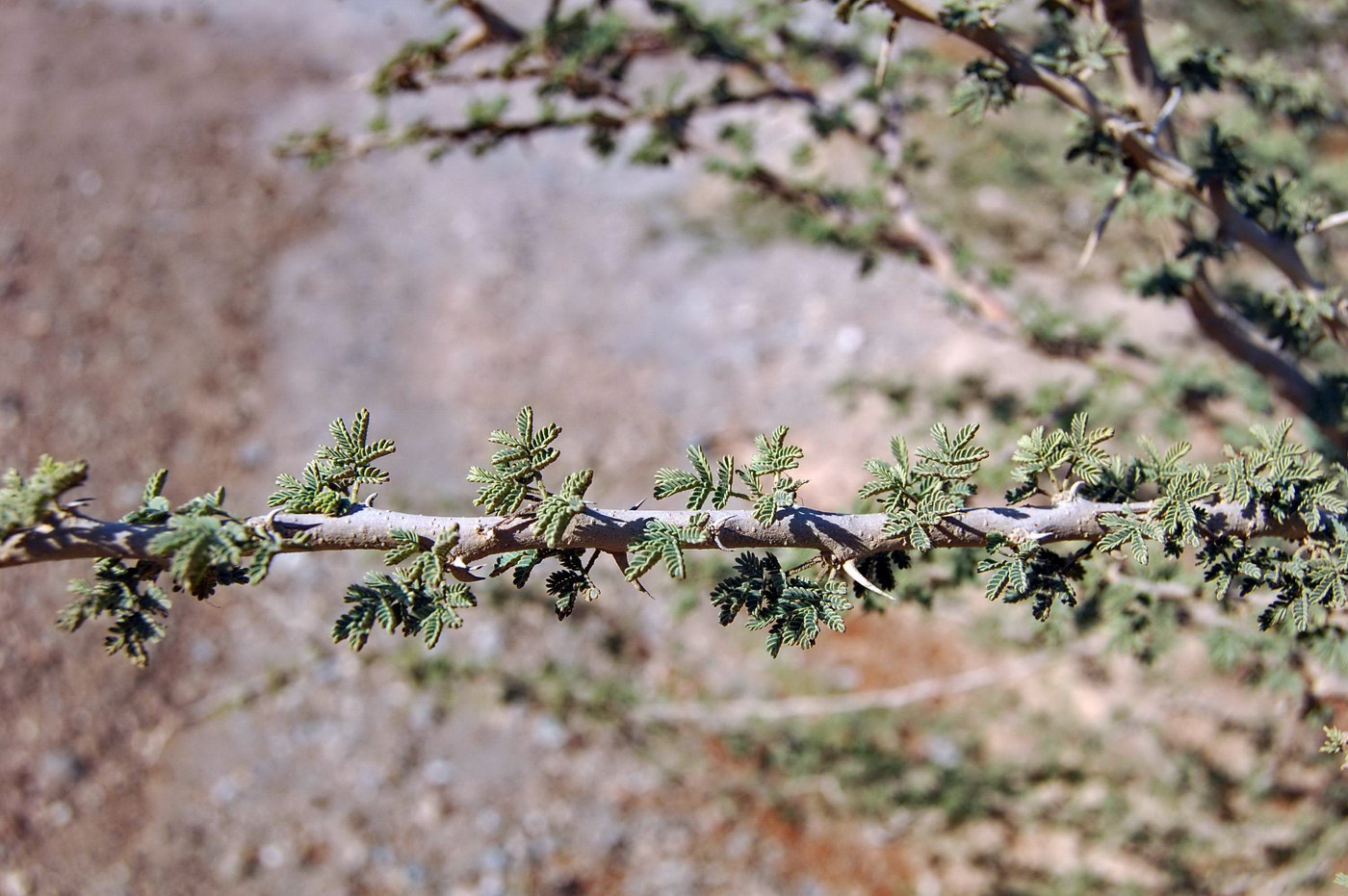 Изображение особи род Vachellia.