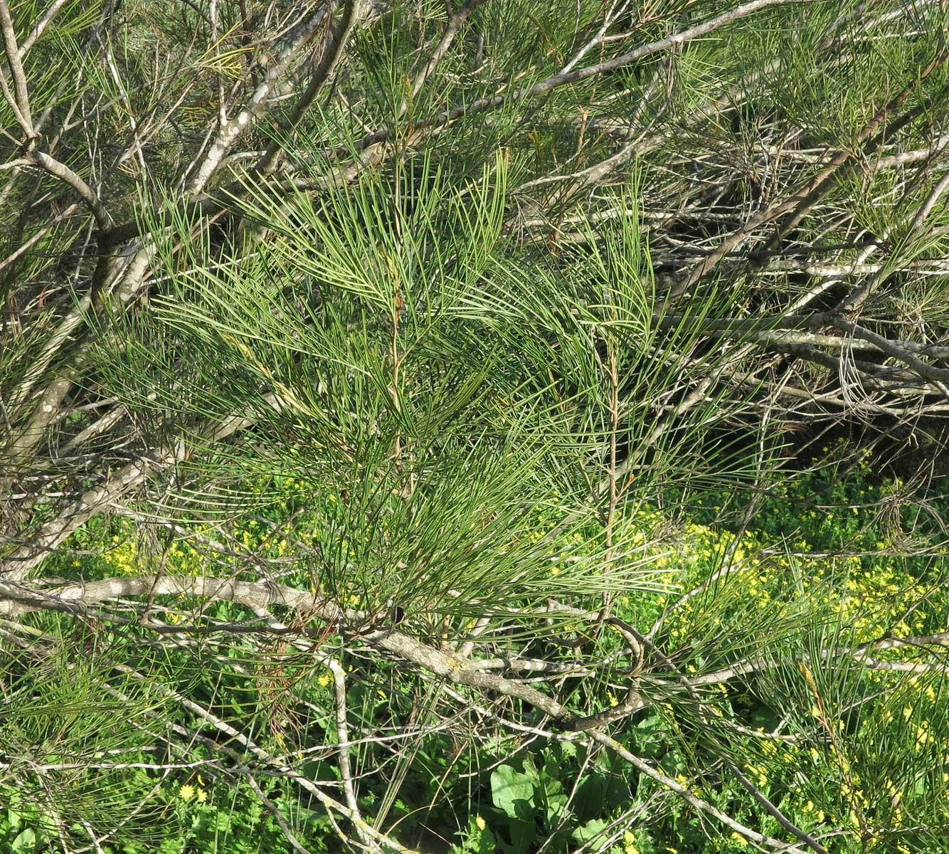 Image of Grevillea hodgei specimen.