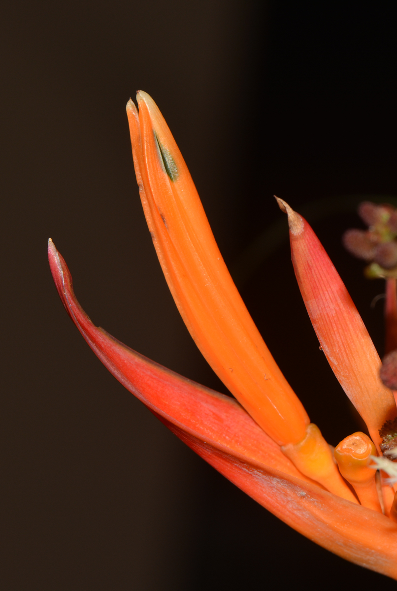 Image of Heliconia psittacorum specimen.