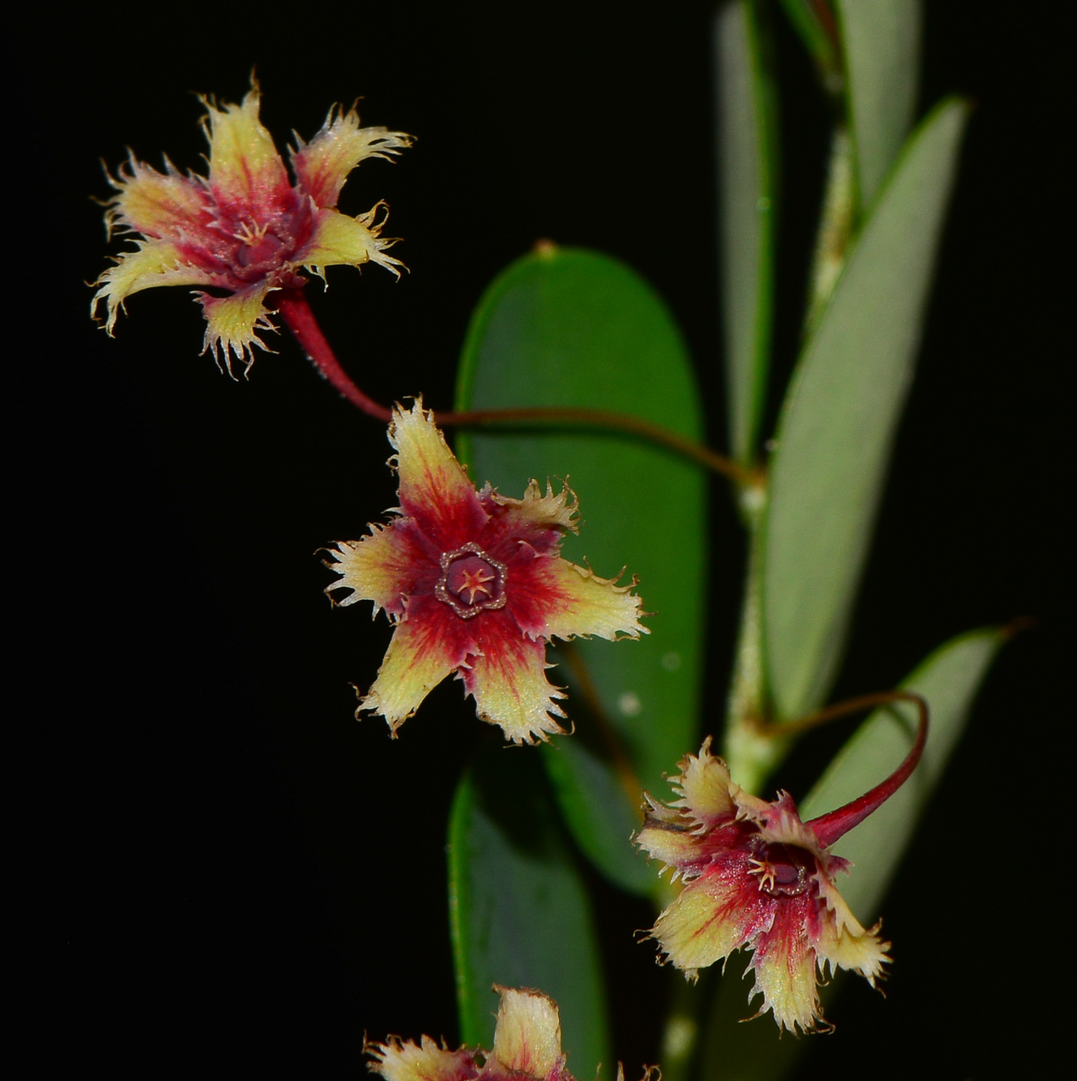 Image of Phyllanthus pulcher specimen.