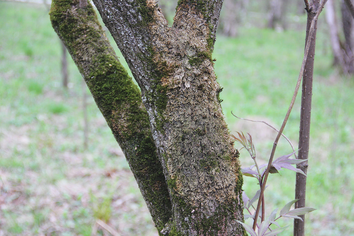 Изображение особи Sambucus racemosa.