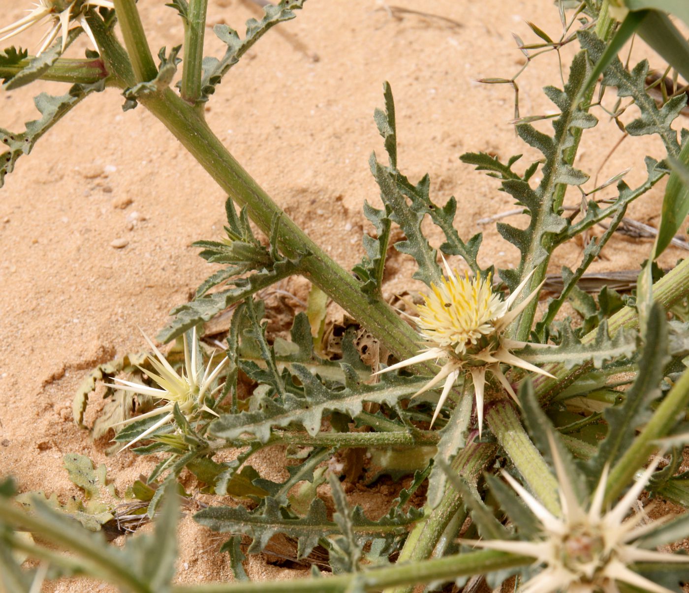 Изображение особи Centaurea calcitrapa.