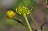 Ranunculus japonicus