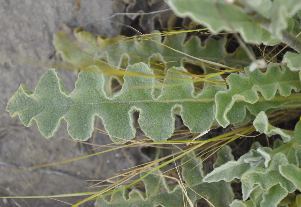 Image of Verbascum undulatum specimen.