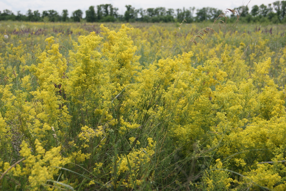 Image of Galium verum specimen.