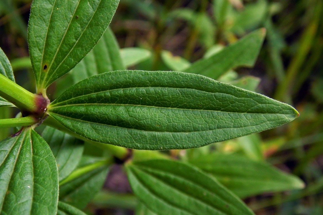 Image of Galium rubioides specimen.