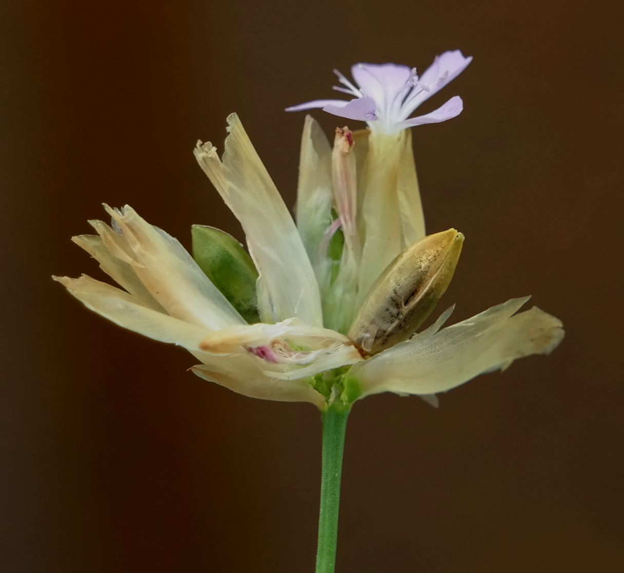 Image of Petrorhagia prolifera specimen.