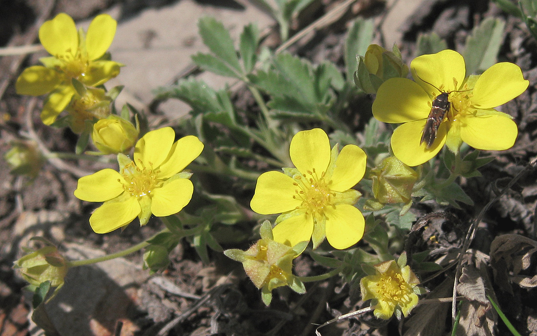 Изображение особи Potentilla incana.