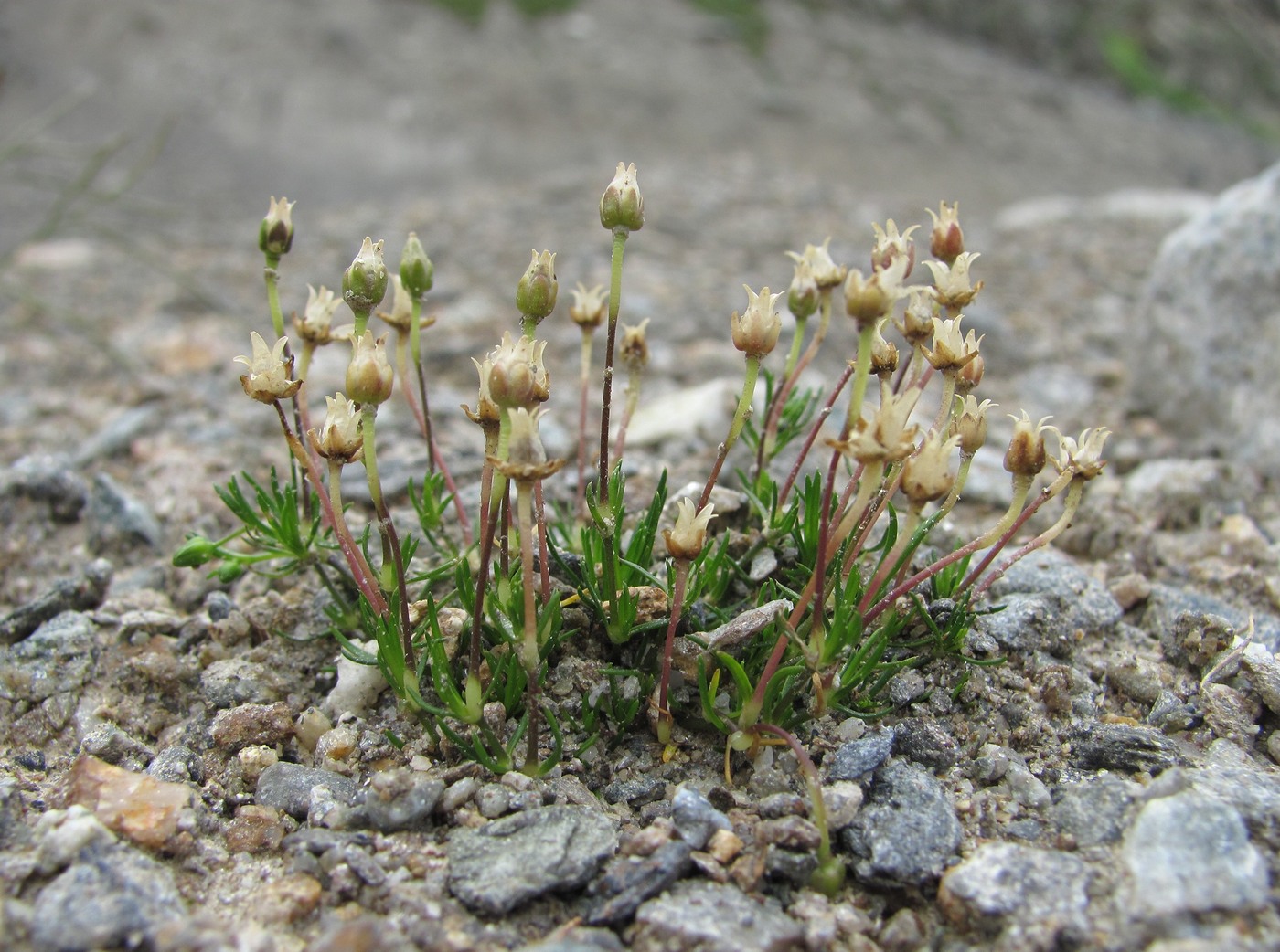 Image of Sagina saginoides specimen.