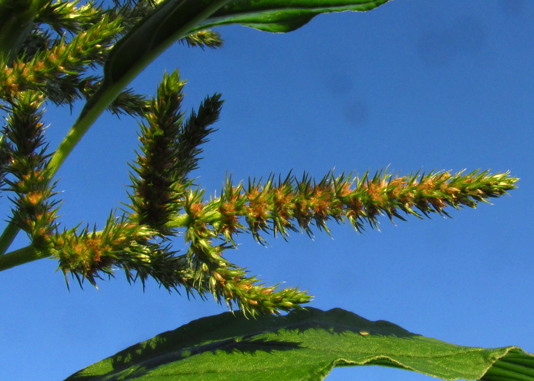 Image of Amaranthus powellii specimen.