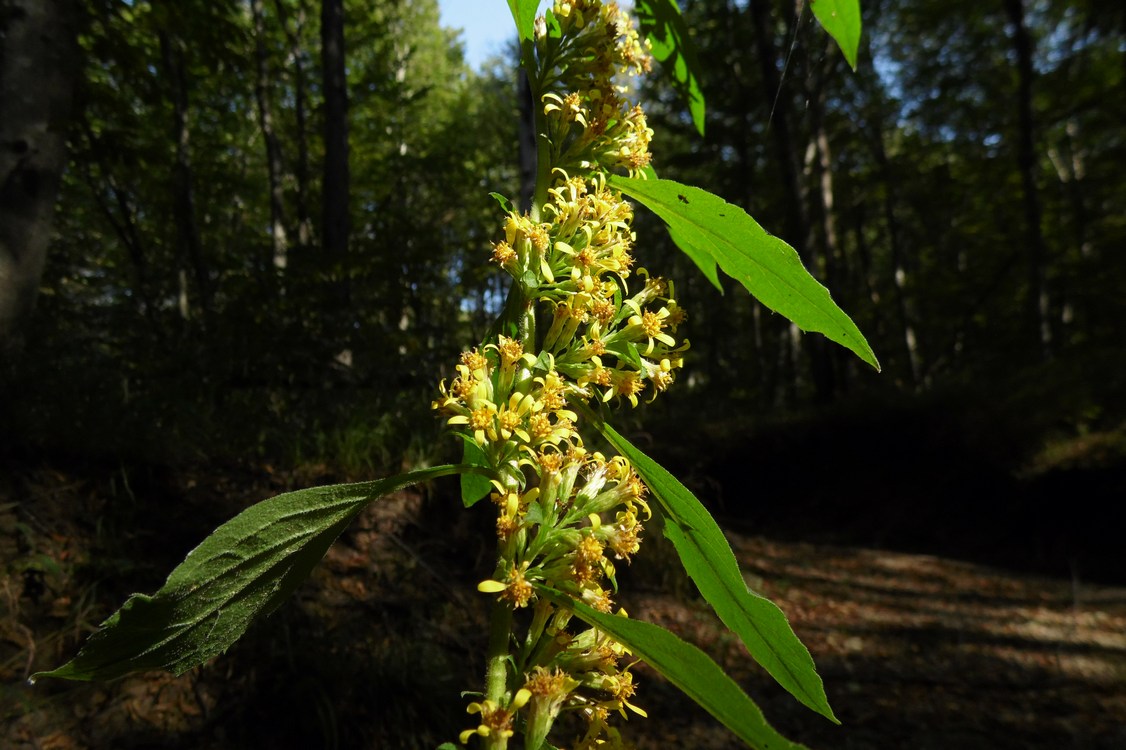 Image of Solidago virgaurea specimen.