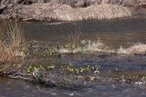 Petasites radiatus. Цветущие растения в воде на галечном перекате. Свердловская обл., окр. г. Североуральск, р. Вагран. 10.05.2008.