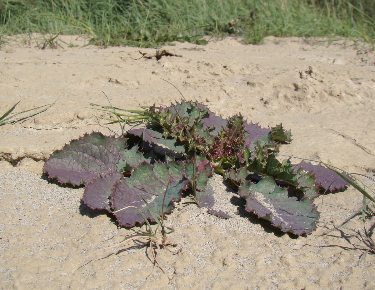 Image of Sonchus asper specimen.