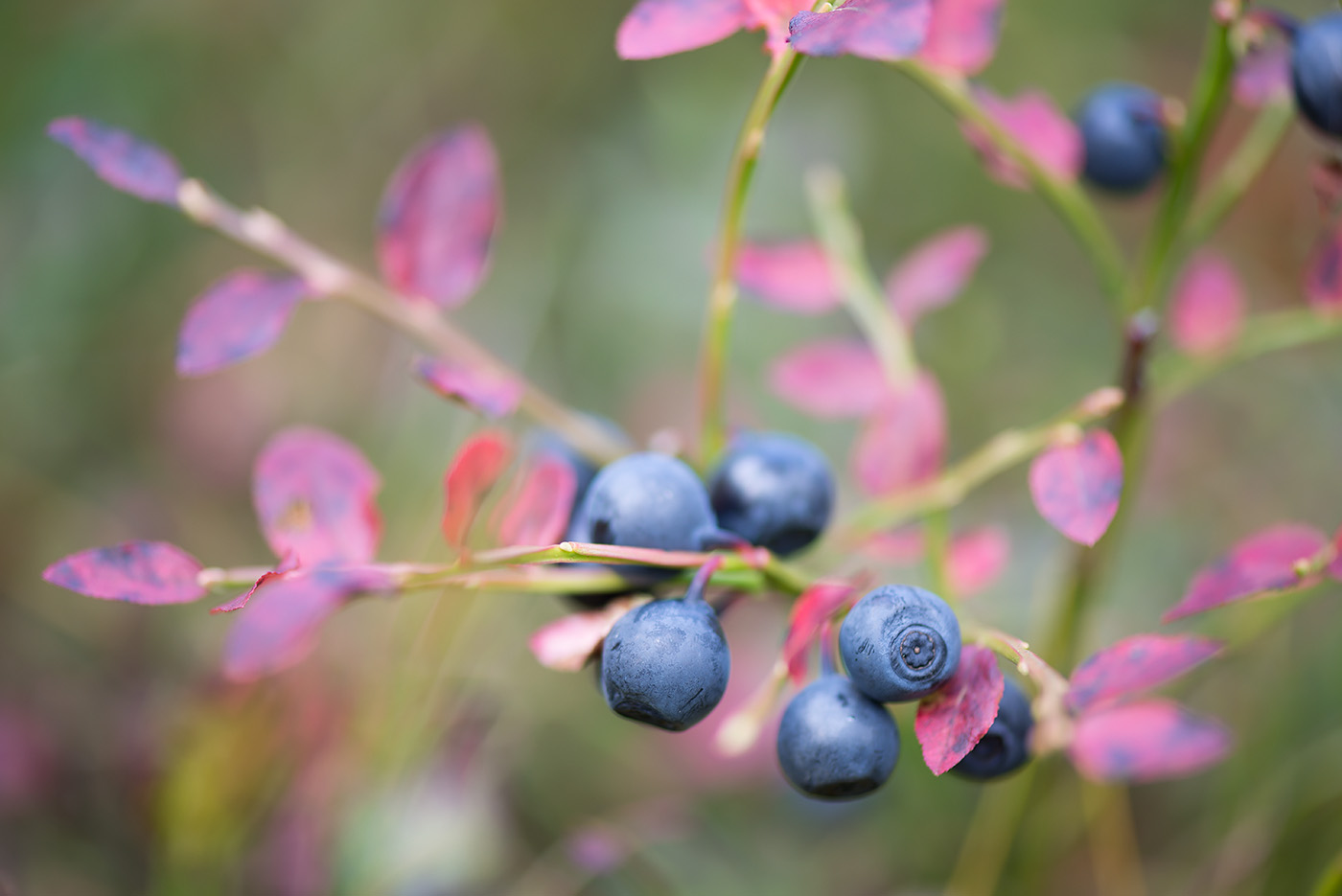 Изображение особи Vaccinium myrtillus.