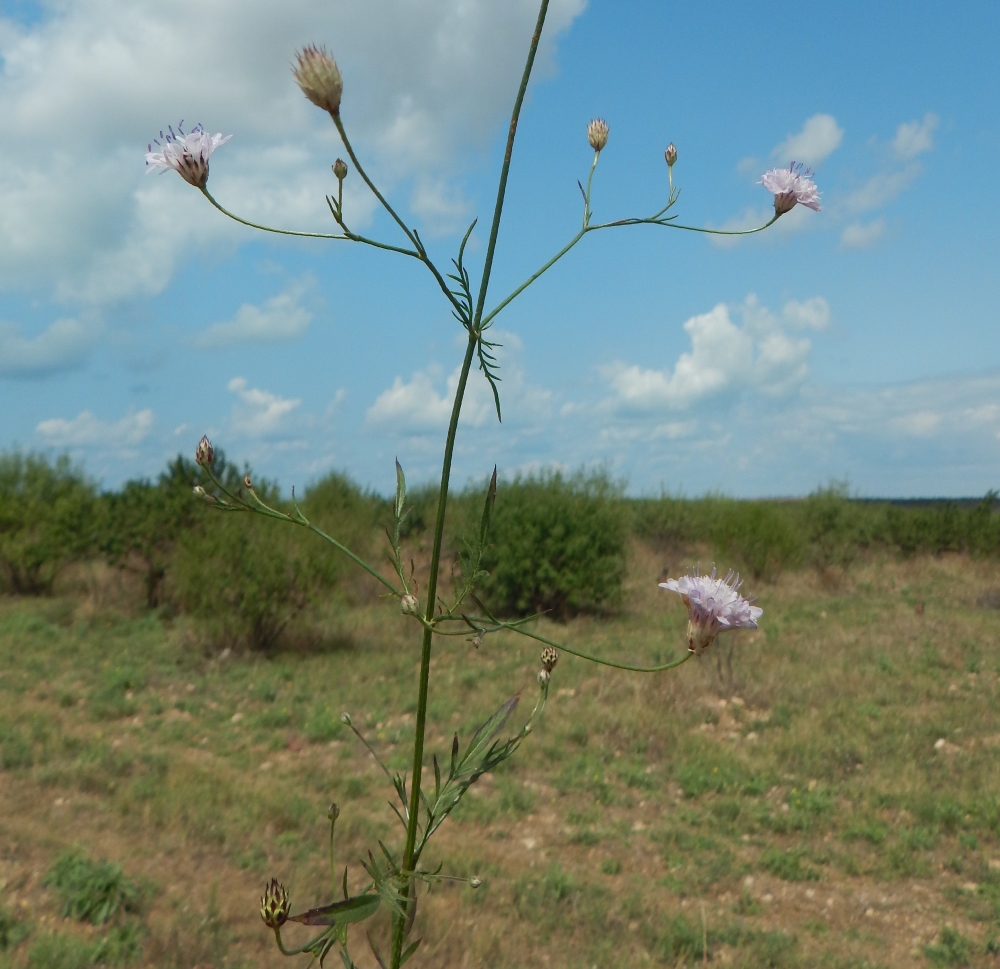 Image of Cephalaria transsylvanica specimen.