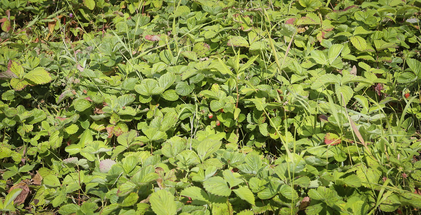 Image of Fragaria &times; ananassa specimen.