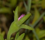 genus Aptenia