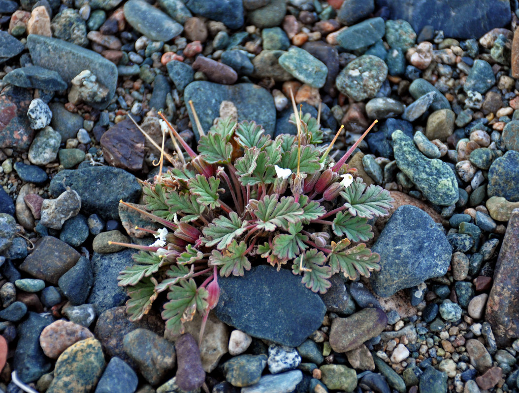 Image of Erodium tibetanum specimen.