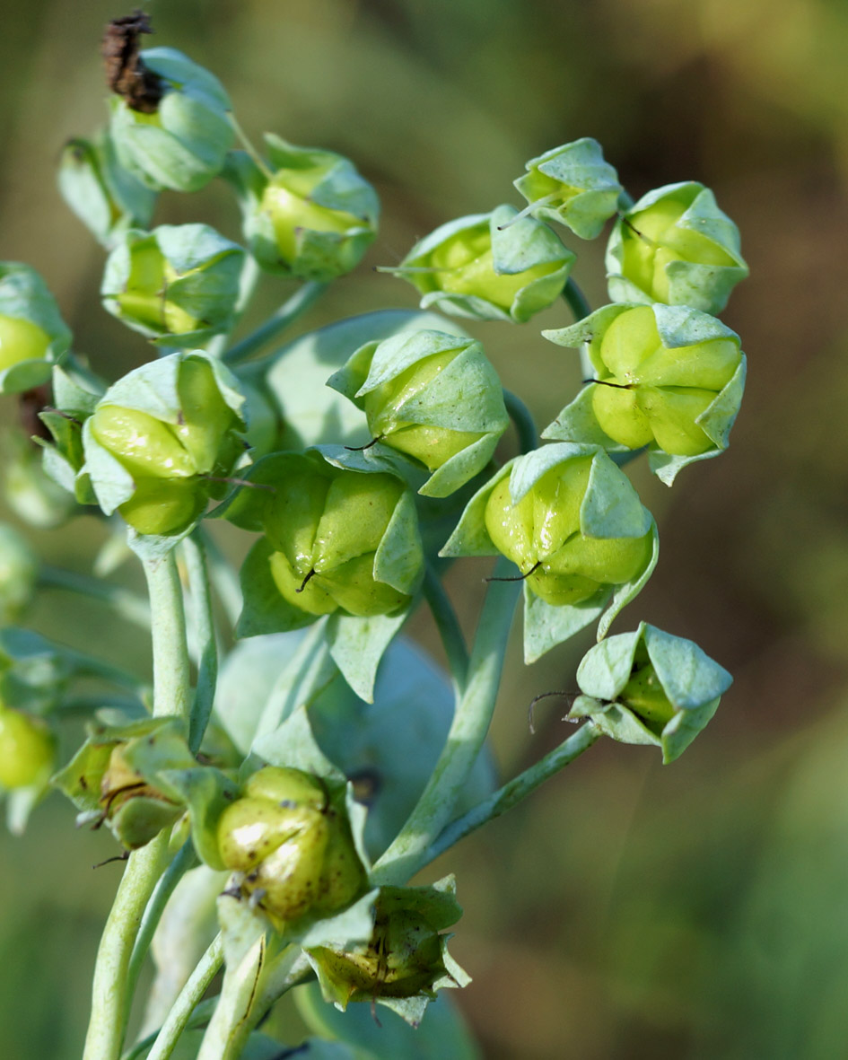 Image of Mertensia maritima specimen.