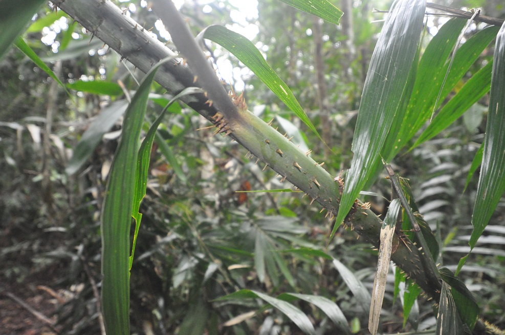 Image of genus Calamus specimen.