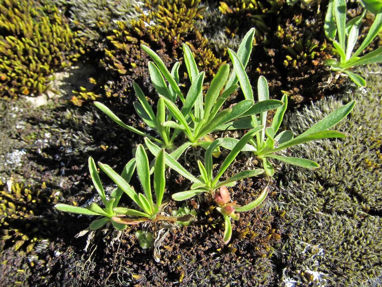 Image of Campanula saxifraga specimen.