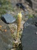 Orostachys spinosa