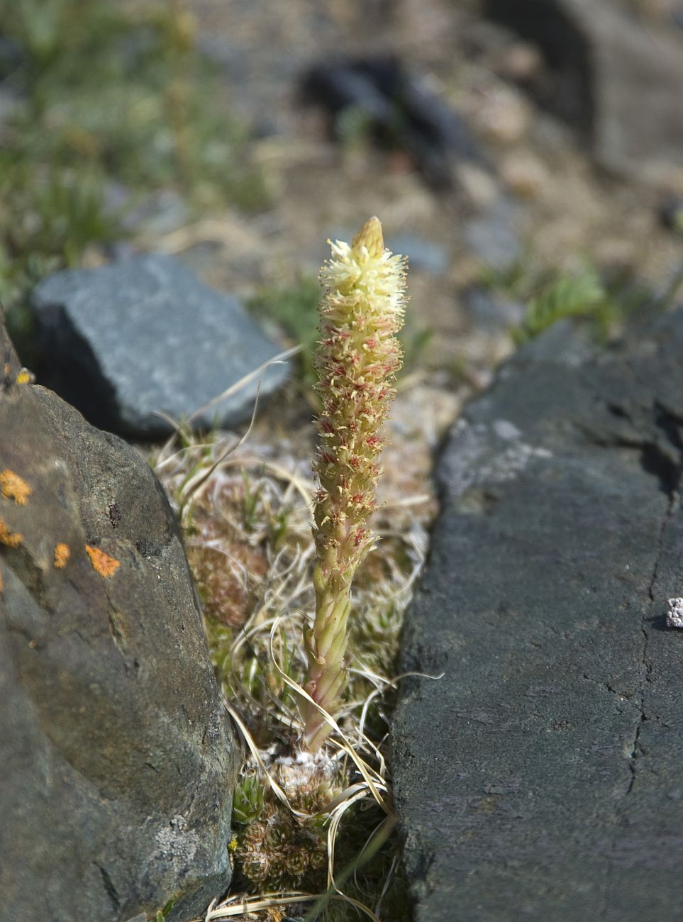 Image of Orostachys spinosa specimen.