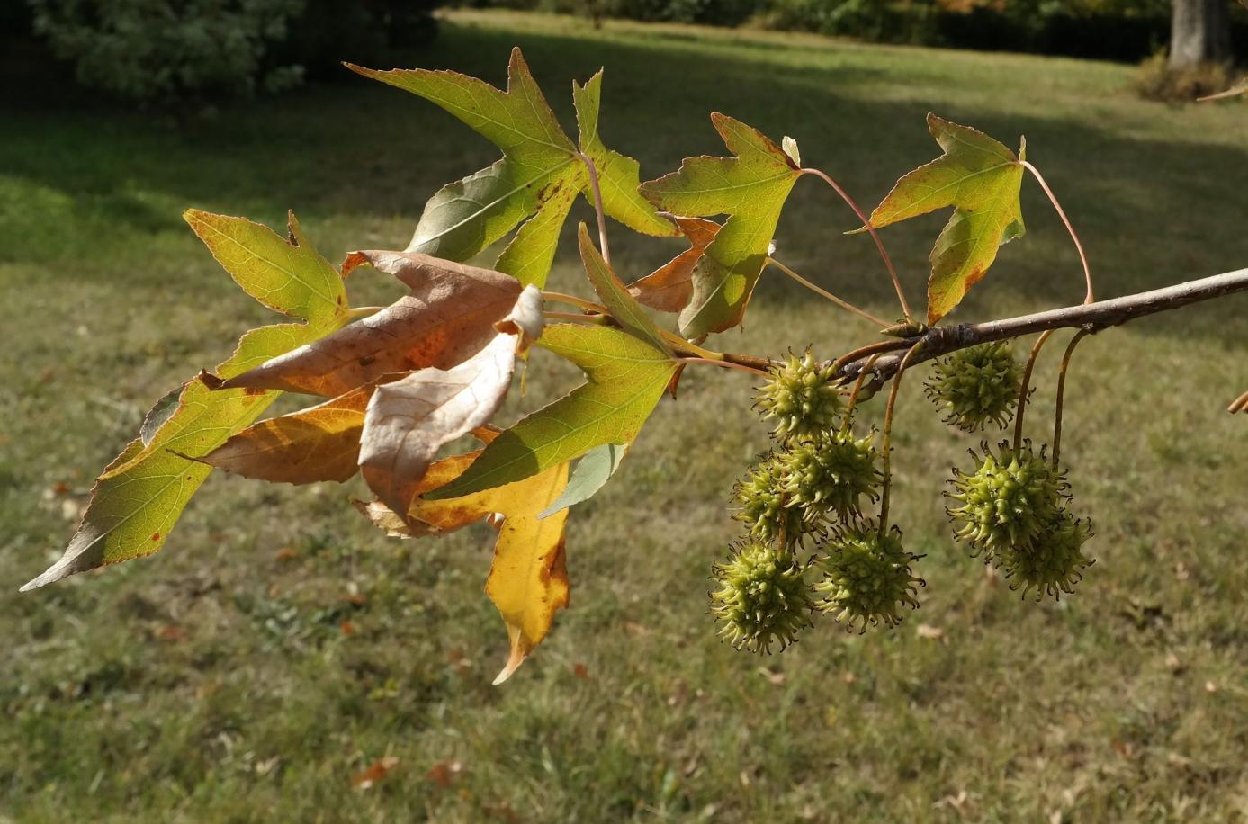 Изображение особи Liquidambar styraciflua.