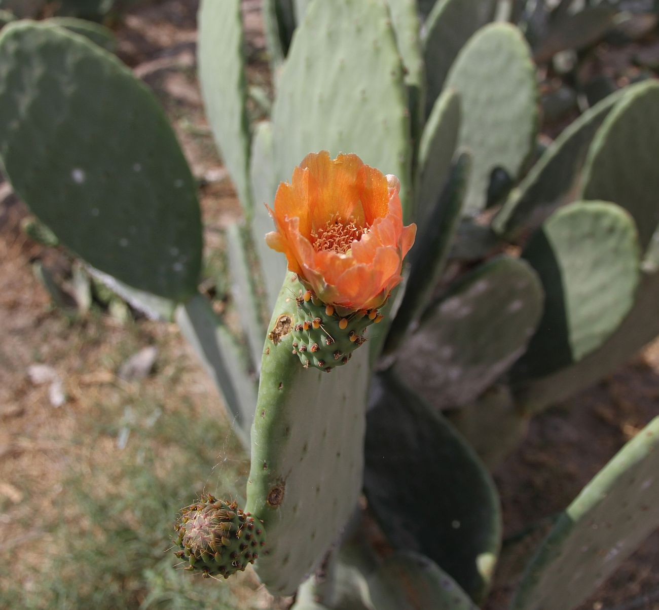 Image of Opuntia ficus-indica specimen.