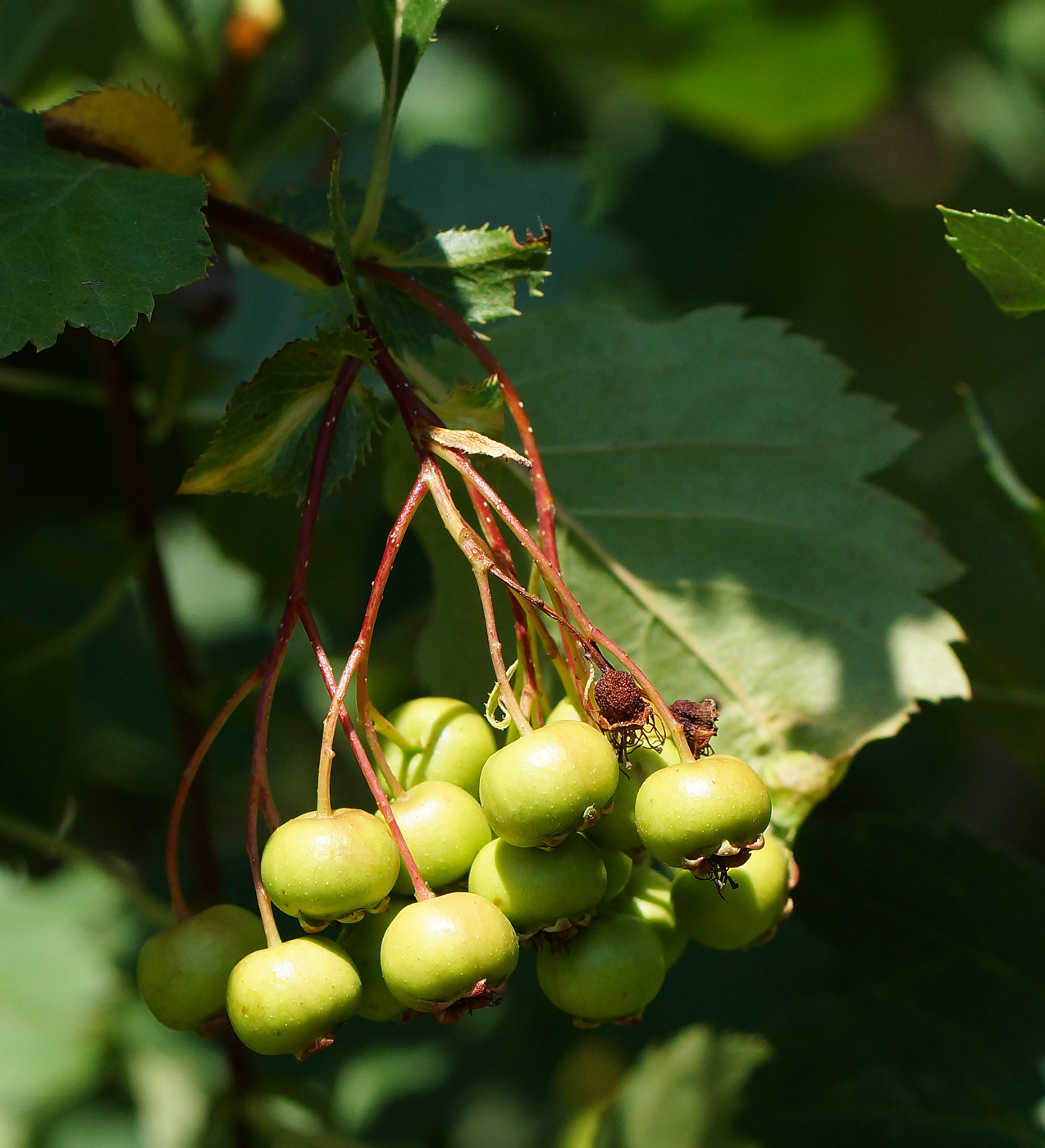 Image of Crataegus chlorocarpa specimen.