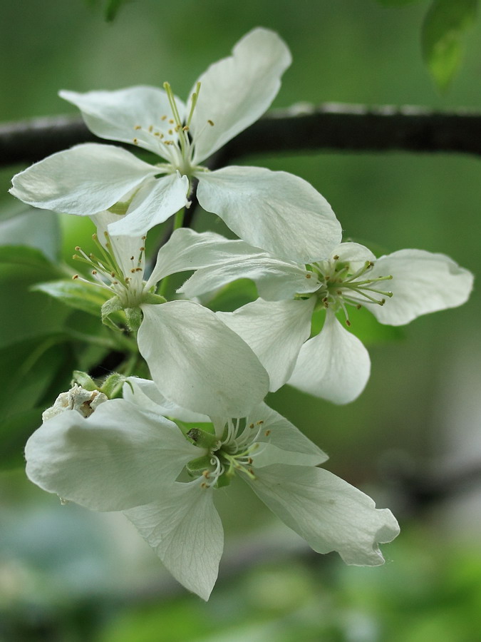 Image of Malus prunifolia specimen.