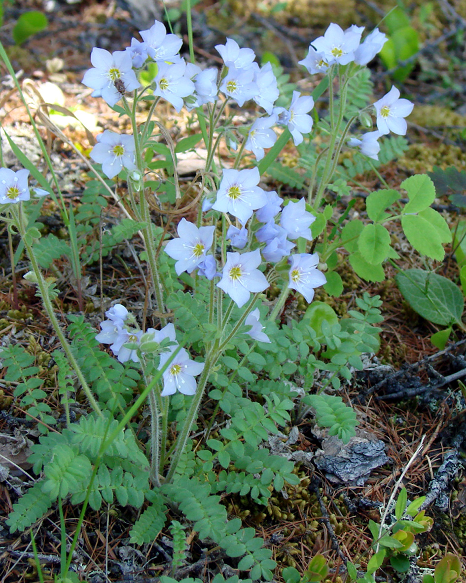 Image of Polemonium boreale specimen.