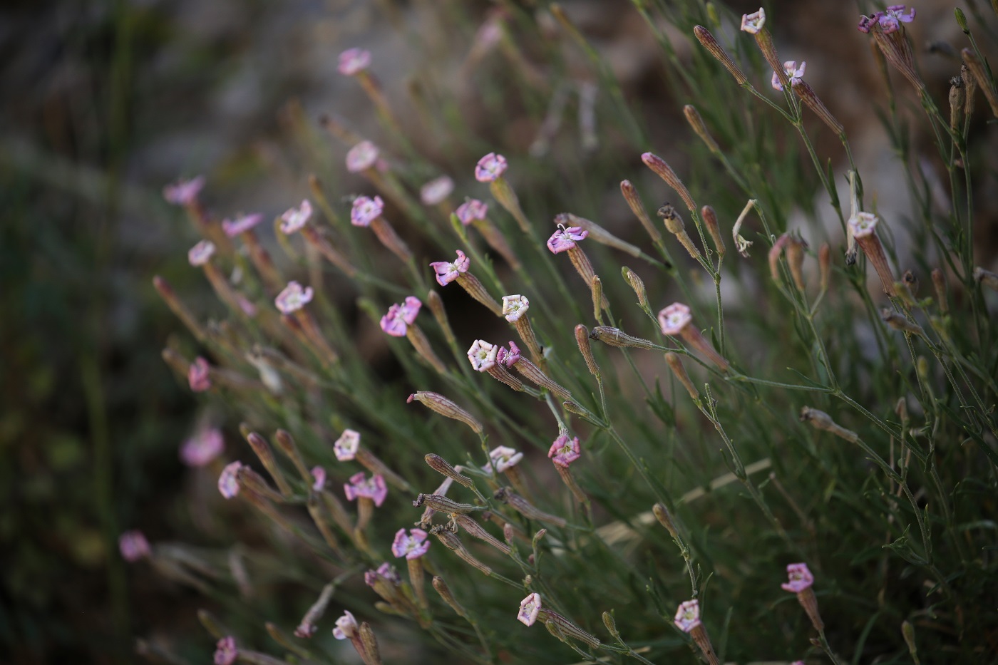 Image of Silene kuschakewiczii specimen.