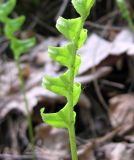 Polypodium vulgare. Часть только что развернувшейся вайи (вид с нижней стороны). Украина, Киевская обл., Вышгородский р-н, севернее с. Лебедевка, отвал на левом берегу дренажного канала. 23 мая 2010 г.