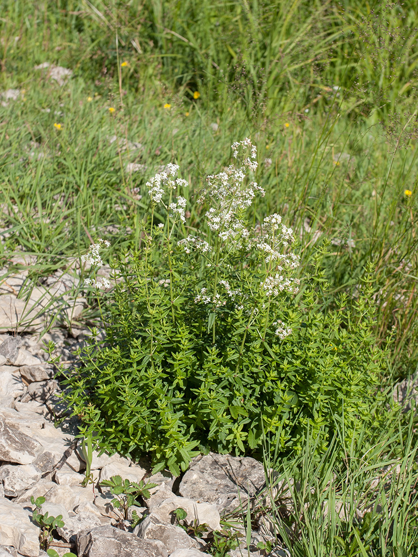 Изображение особи Galium boreale.