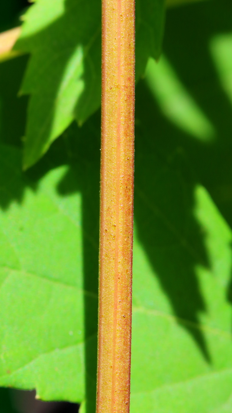 Image of Ampelopsis japonica specimen.