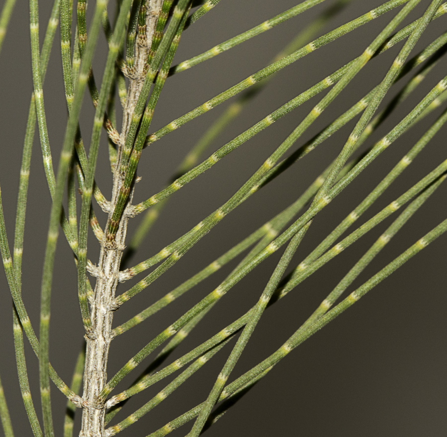 Image of Allocasuarina inophloia specimen.