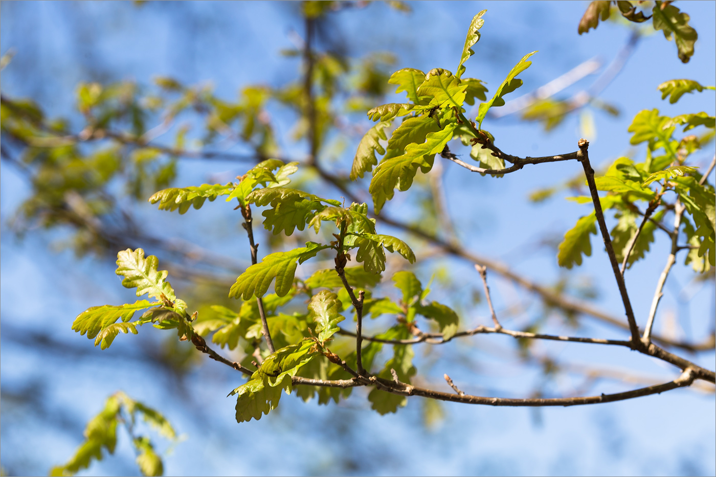 Изображение особи Quercus robur.