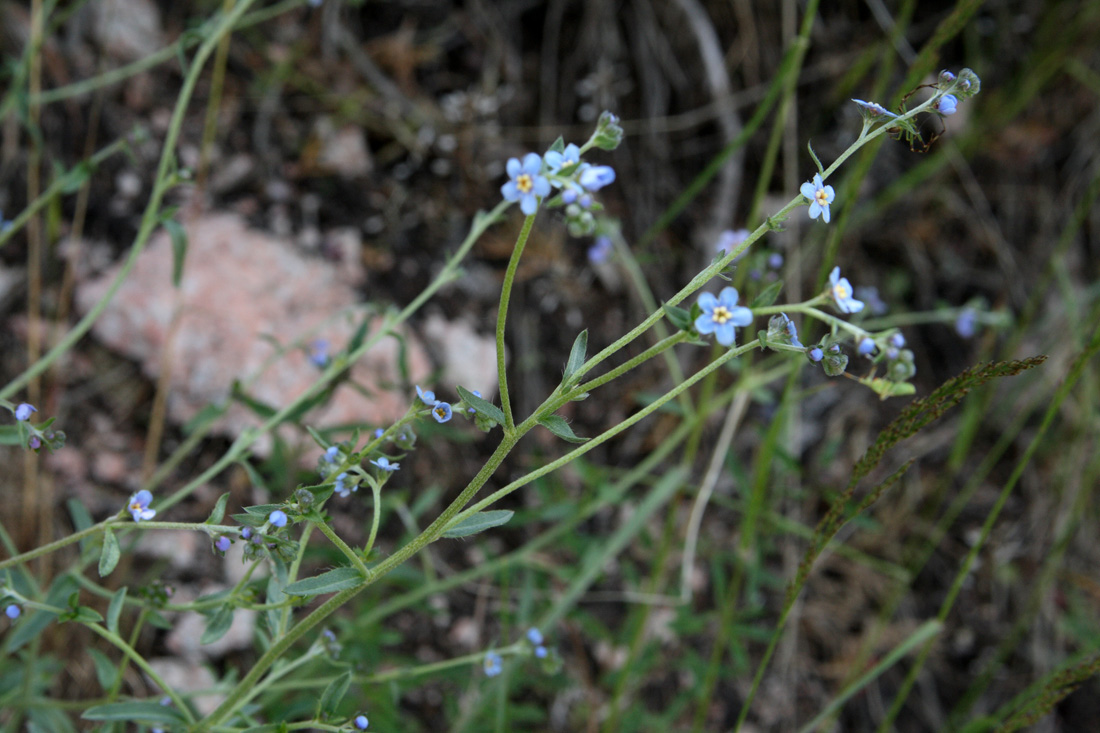 Image of Lappula microcarpa specimen.