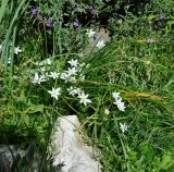 Ornithogalum divergens. Цветущие растения. Республика Кипр, г. Лимасол (Λεμεσός), в культуре. 10.03.2019.