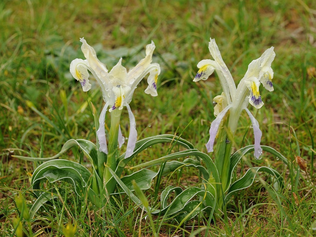 Image of Juno narbutii specimen.