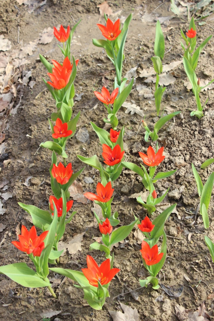 Image of Tulipa praestans specimen.