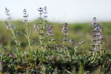 Salvia verbenaca