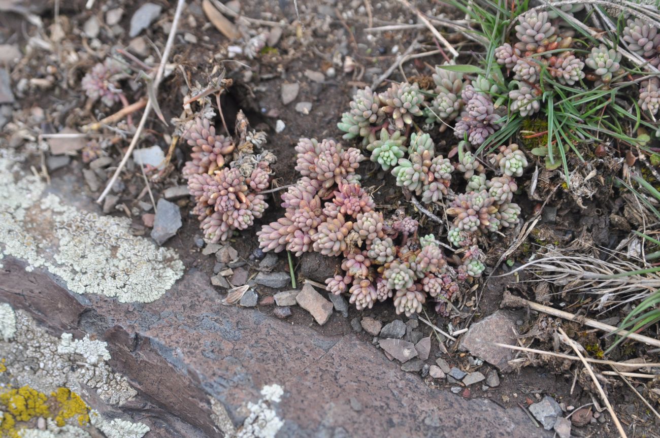 Image of genus Sedum specimen.